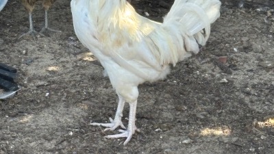 My big boy, Johnny Bravo