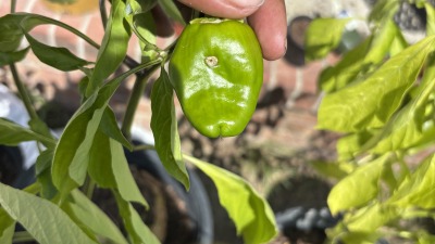 One of my peppers