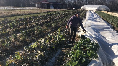 Antonia covering crops for frost