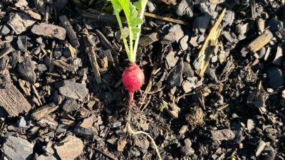 A radish that popped up surprisingly