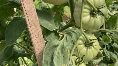 green tomatoes on a vine