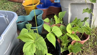 My pole and bush beans 