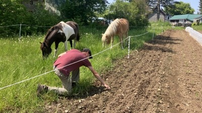 Tending to garden beds in an animal-integrated system