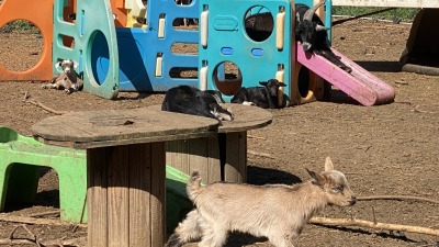 The goat playground