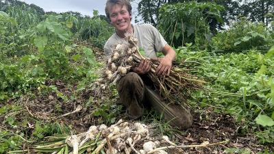 Aaron harvesting garlic