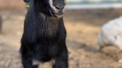Baby Goat Nasher (Born 2024)