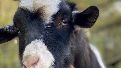 Gary the Goat (Born 2023)