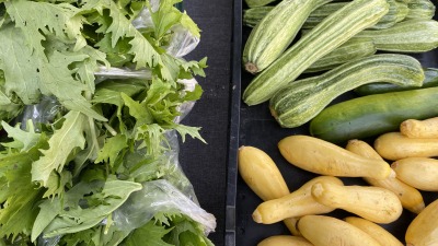 Mizuna, italian zucchini, and yellow squash at a farm stand