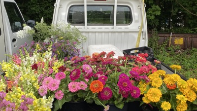 Cut flowers in a bed of a truck, ready for bouquet processing