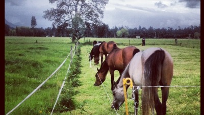 pasture managemet, stallions