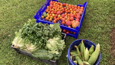 Harvest. 