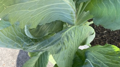 More pictures of Collards from my raised garden bed