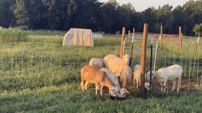 We also raise sheep 
