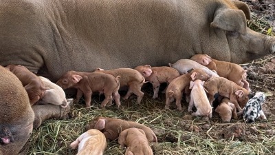 Outdoor farrowing 