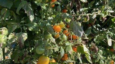 Golden Cherry tomatoes