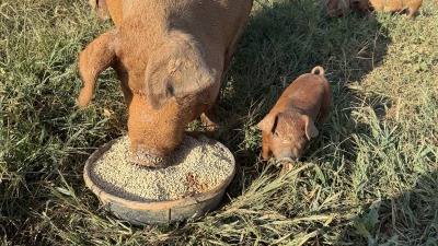 Example of pigs we raise on pasture 