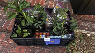 Planter’s Crate: Young vegetable and herb plants arranged in crates for planting.