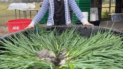 Washing scallions