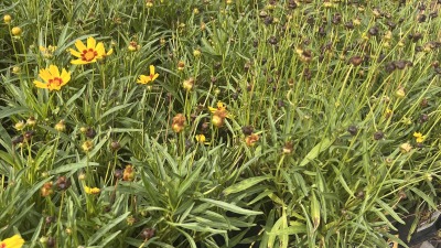 Mixed vegetables and flowering plants growing in an outdoor garden.