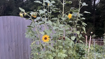 Mixed vegetables and flowering plants growing in an outdoor garden.