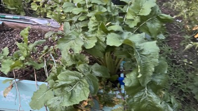 Vegetable plants and leafy greens growing in a raised garden bed at RareBreed Legacy Farms.