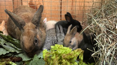 Some of my rabbits enjoying dinner which was greens from Weaver Street Market that would have been compost.