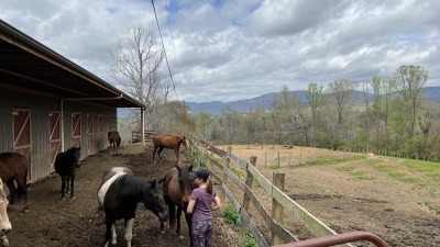 Visiting the equines of WNC