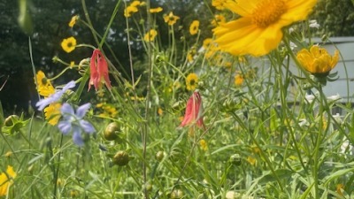 Wildflower Meadow