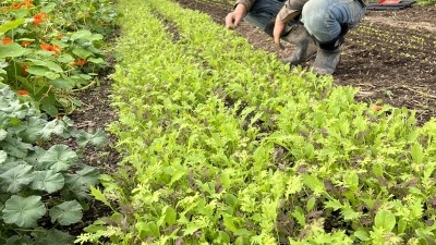 Winter greens for Chefs and farmers market