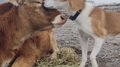 Our Dog Levi and his friend/our cow Larry Lou