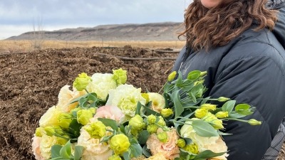 Shelly's last bunches of Lisianthus blooms for florists, greenhouse bloomed in November in Idaho