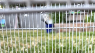 Young chickens of different colors exploring a grassy enclosure.