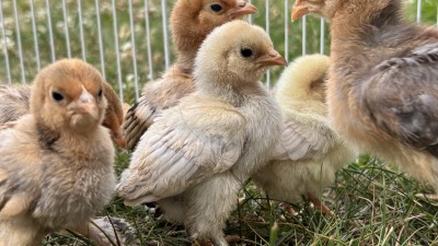 Young chickens of different colors exploring a grassy enclosure.
