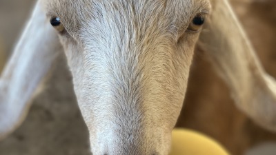 Dandelion, our ADGA Nubian (born 2024)
