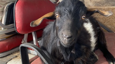 Frost-Tooth the goat getting up to his shenanigans again (born 2024)