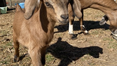 Baby goat Adear (born 2025) with mother Jenny the Goat