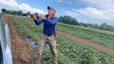 Drew harvesting watermelons 
