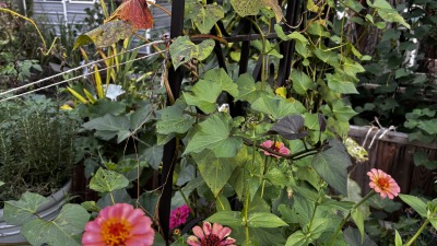 Mixed vegetables and flowering plants growing in an outdoor garden.