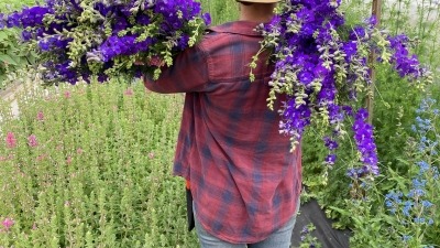 Ris harvesting larkspur from flower field in northern Colorado 