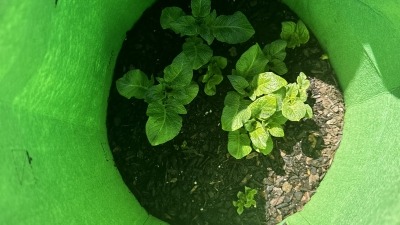 Potatoes grown in bags 