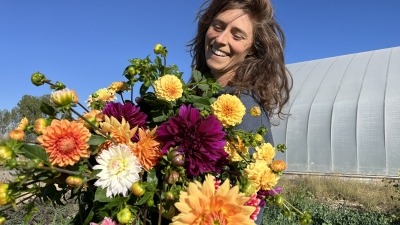 Shelly with an armload Full Of Dahlias for a wedding she is designing. 