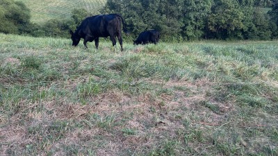 Cows