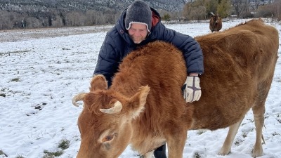Mike with our Jersey Milk Cow Larry Lou
