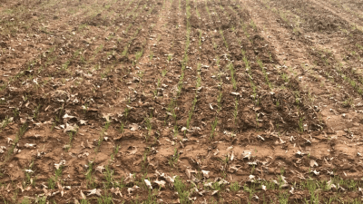 Soybean sprouts.