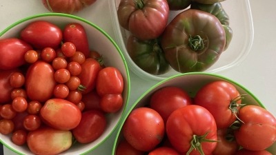 Summer tomato harvest