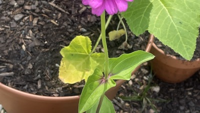 Marigolds that I grew in my personal garden