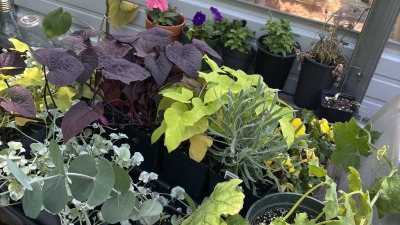 Vegetable garden with flowering zinnias, climbing vines, and greenhouse.