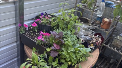 Assorted herbs, flowers, and leafy plants growing inside the greenhouse.