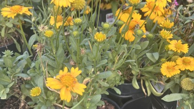 Yellow flowering plants growing in nursery pots.