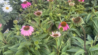 Pink coneflowers and white daisies blooming in a flower garden.